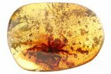 Giant Detailed Fossil Spider (Araneae) In Baltic Amber - Rare Size! #307395-1